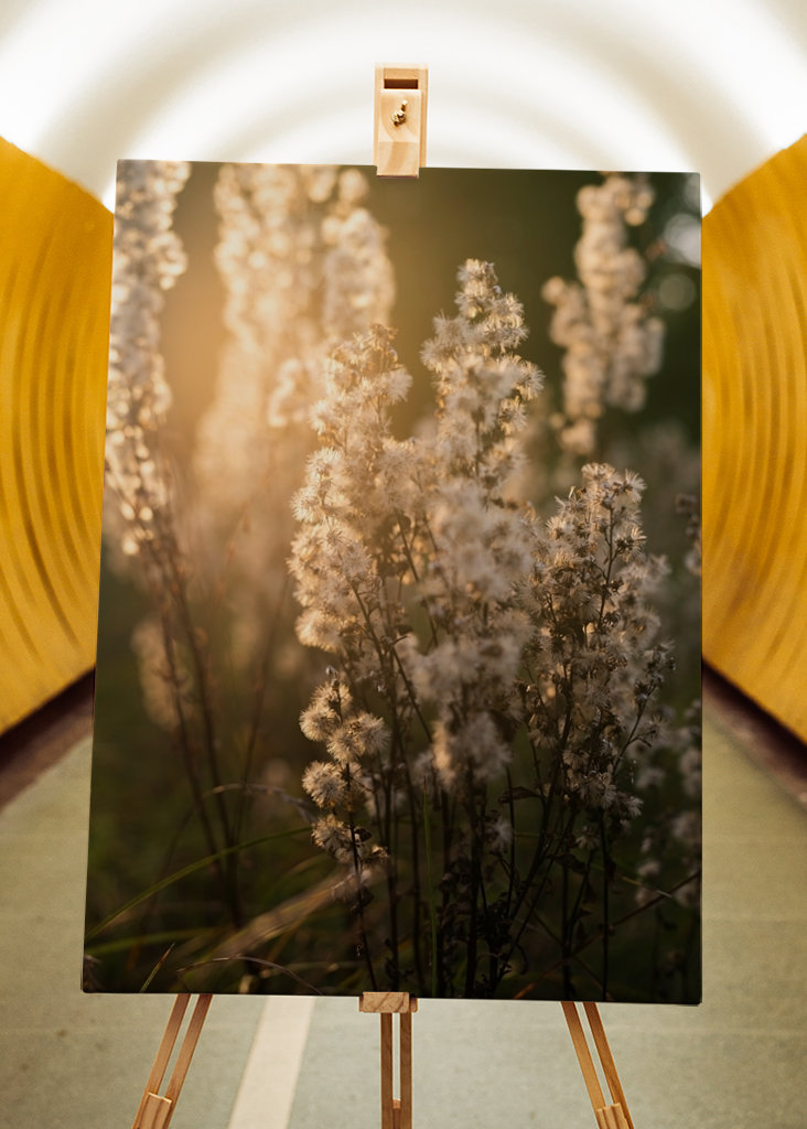 Uschlé květy ve večerním světle