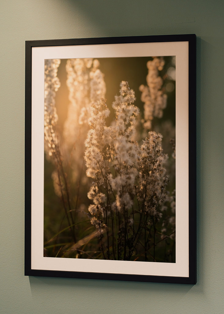 Uschlé květy ve večerním světle