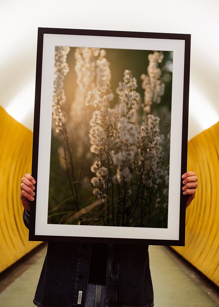 Uschlé květy ve večerním světle