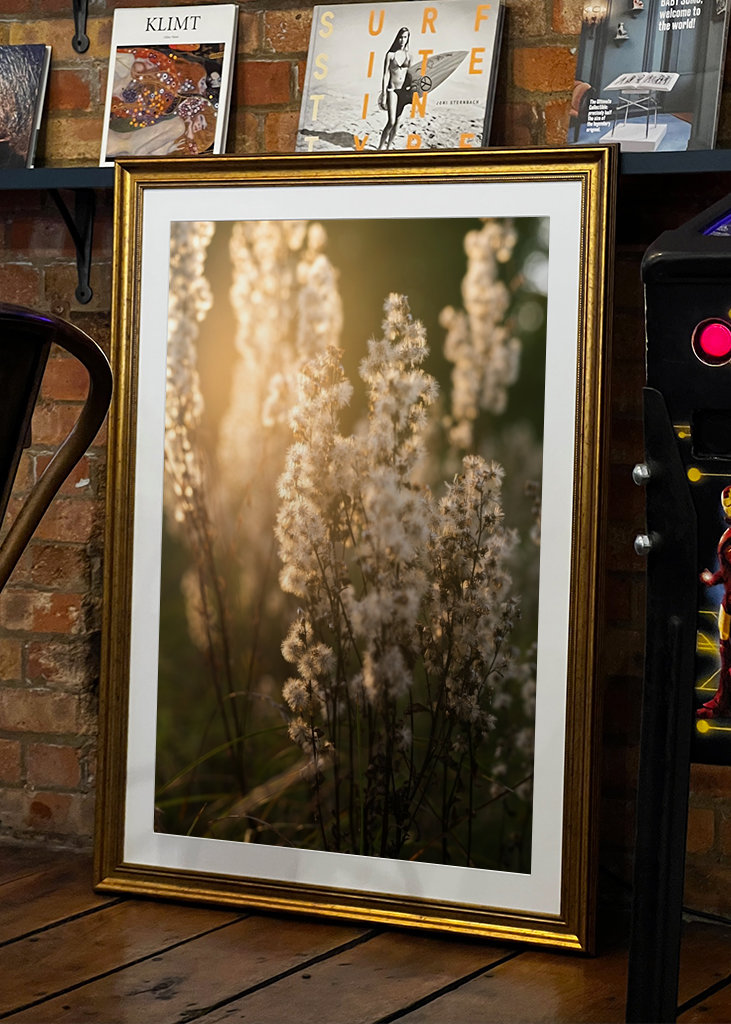 Uschlé květy ve večerním světle