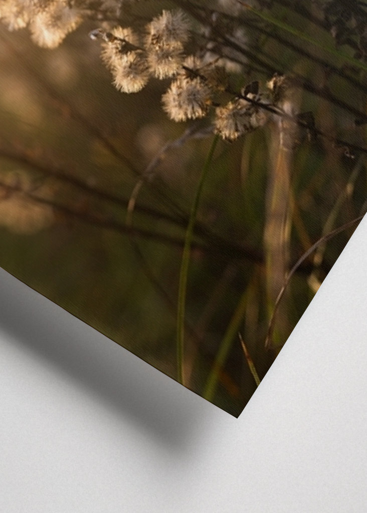 Uschlé květy ve večerním světle