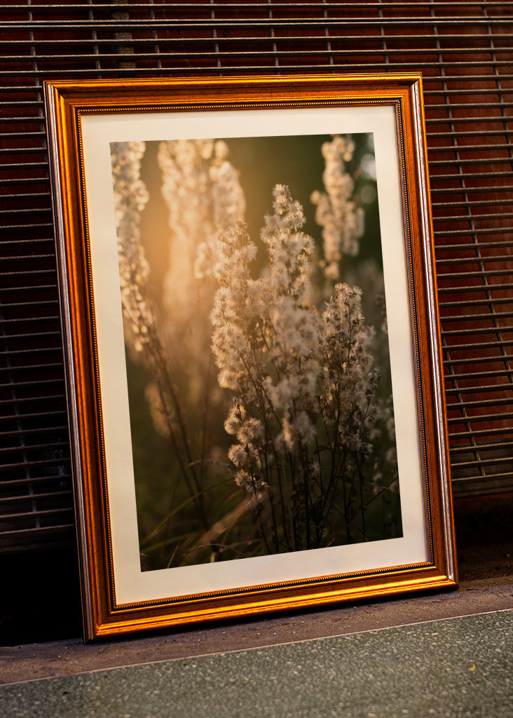 Uschlé květy ve večerním světle