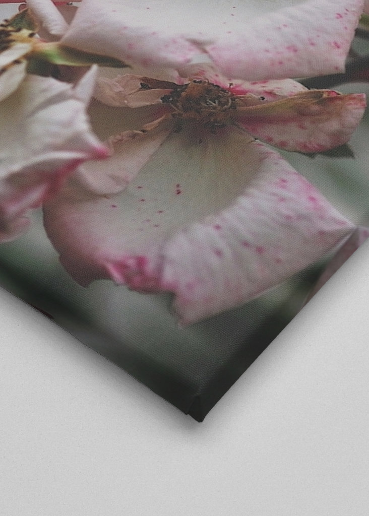 A Rose is a Rose is a...