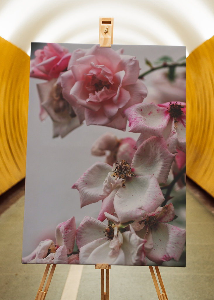 A Rose is a Rose is a...