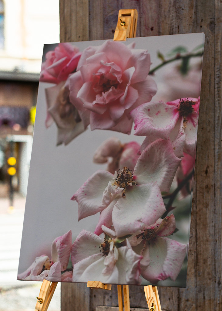 A Rose is a Rose is a...