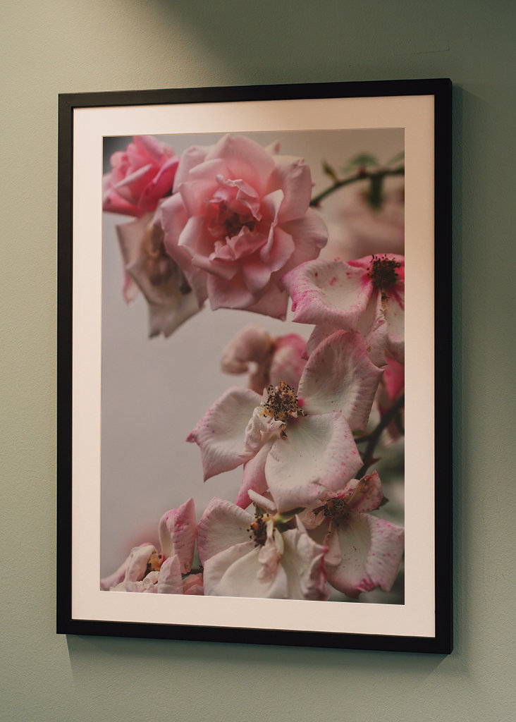 A Rose is a Rose is a...