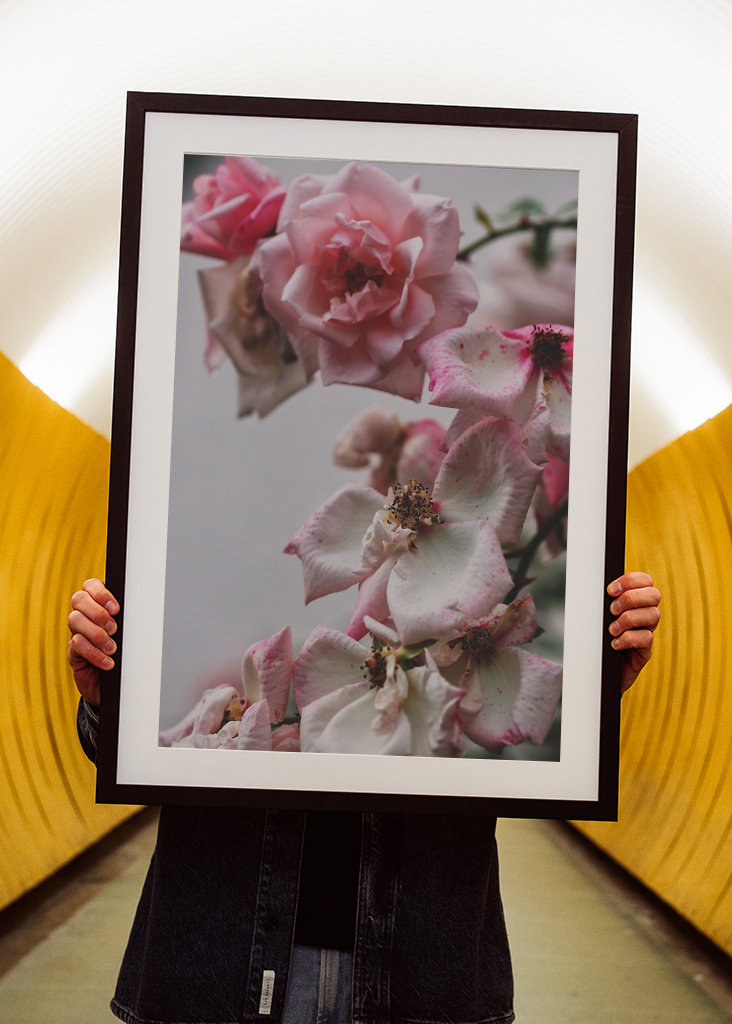 A Rose is a Rose is a...