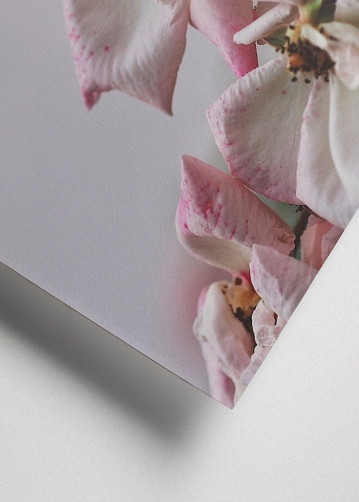 A Rose is a Rose is a...