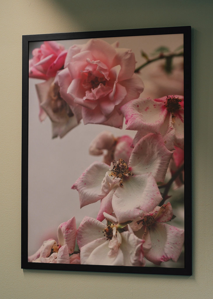 A Rose is a Rose is a...