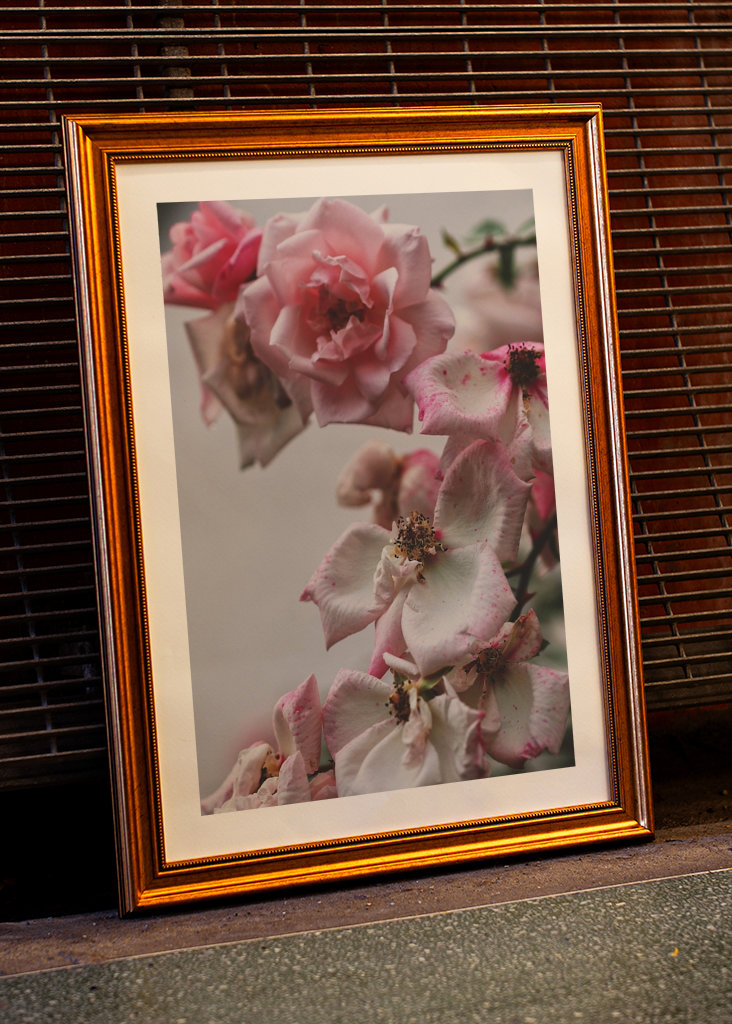 A Rose is a Rose is a...