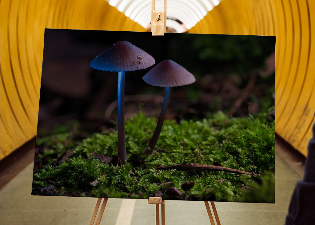 Dvě malé houby na mechu 