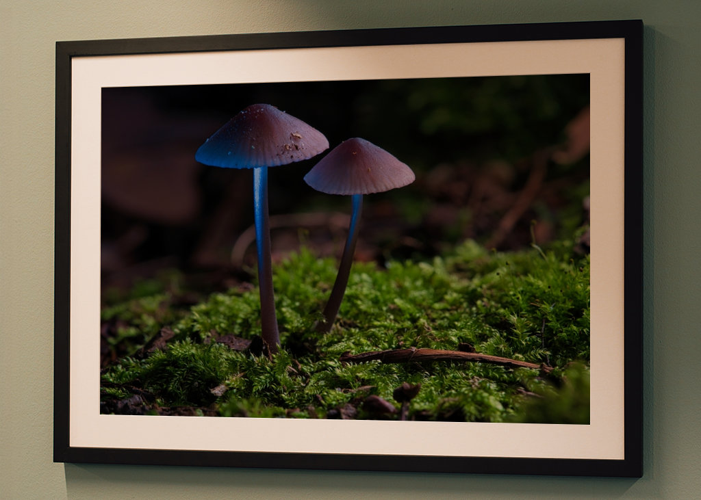 Dvě malé houby na mechu 