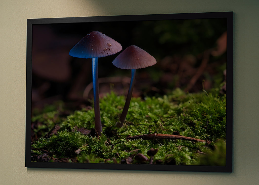 Dvě malé houby na mechu 