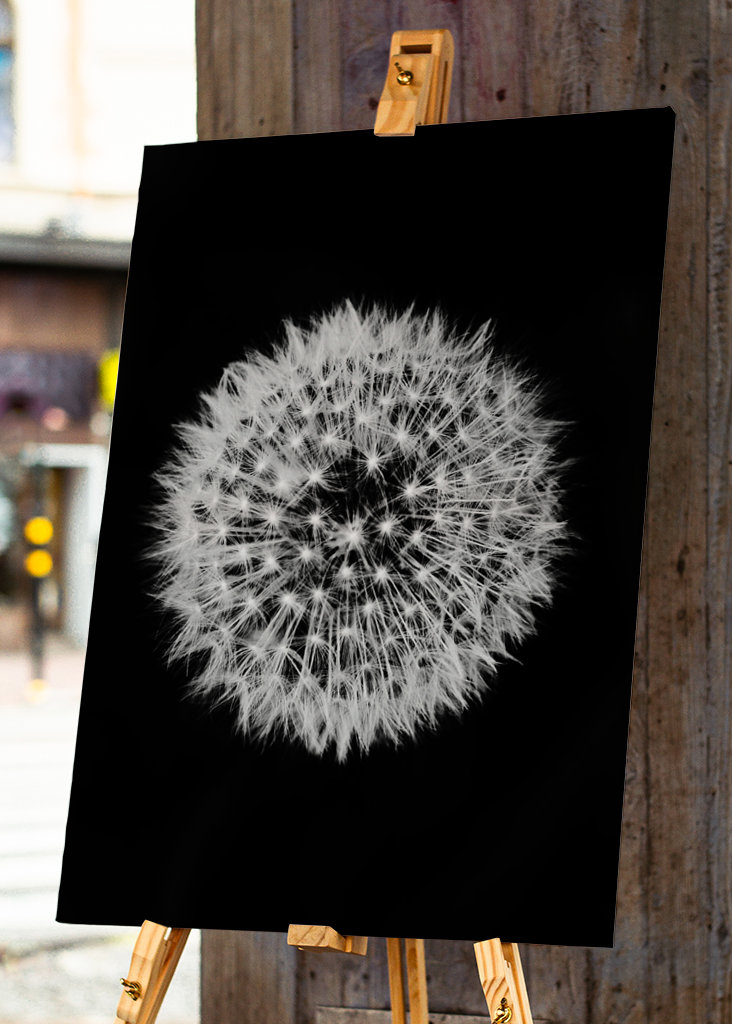Dandelion 