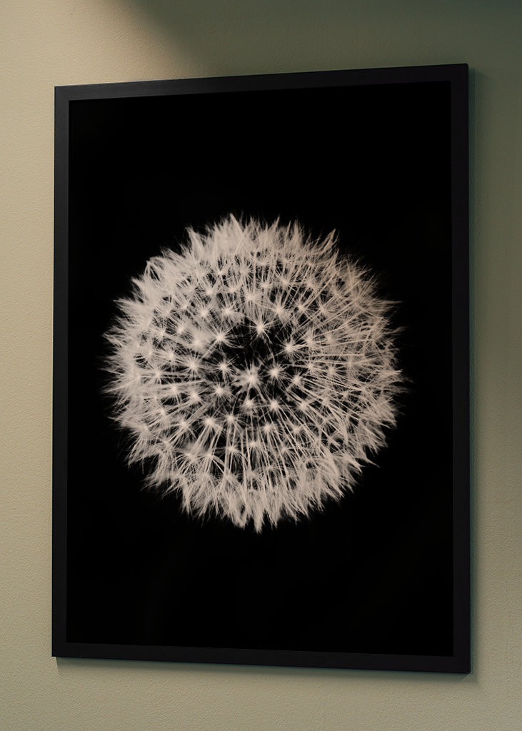 Dandelion 