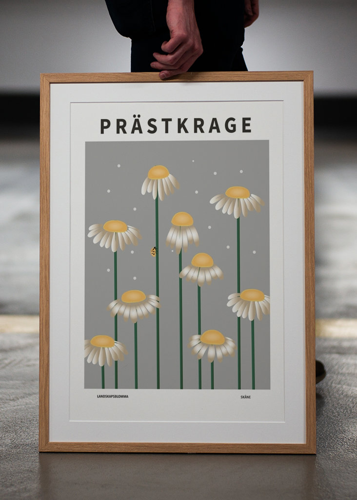 Prästkrage, skåne