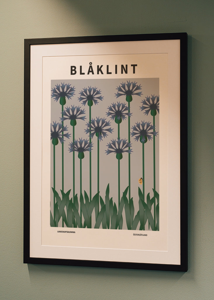 Kornblomst, Östergötland blomst