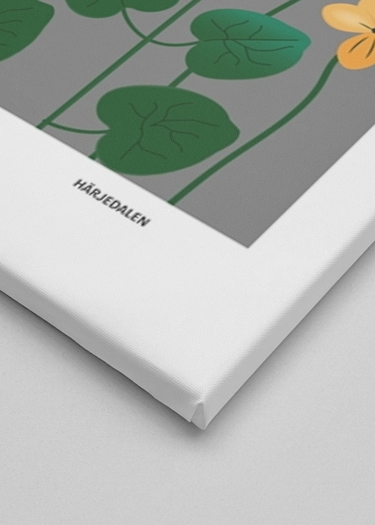 Fjällviol, Härjedalen