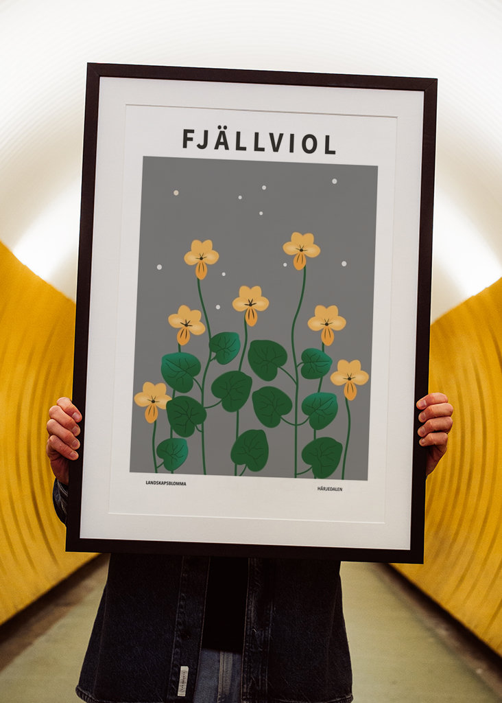 Fjällviol, Härjedalen