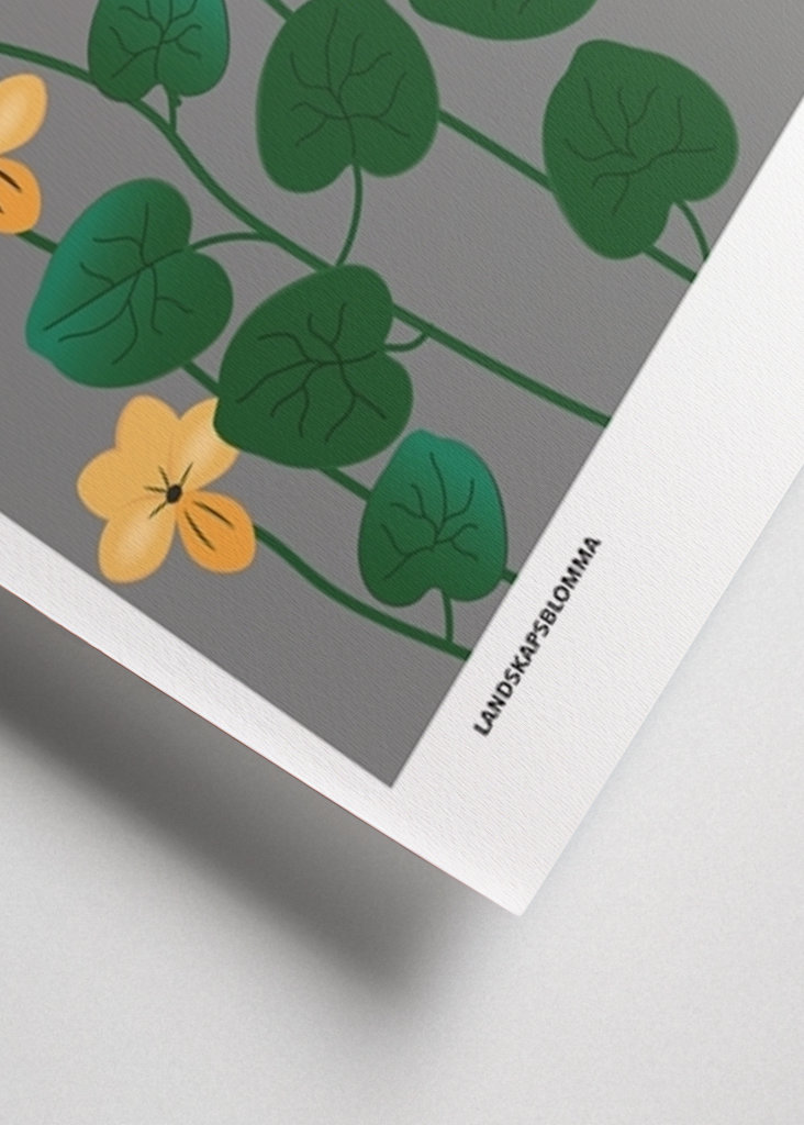 Fjällviol, Härjedalen