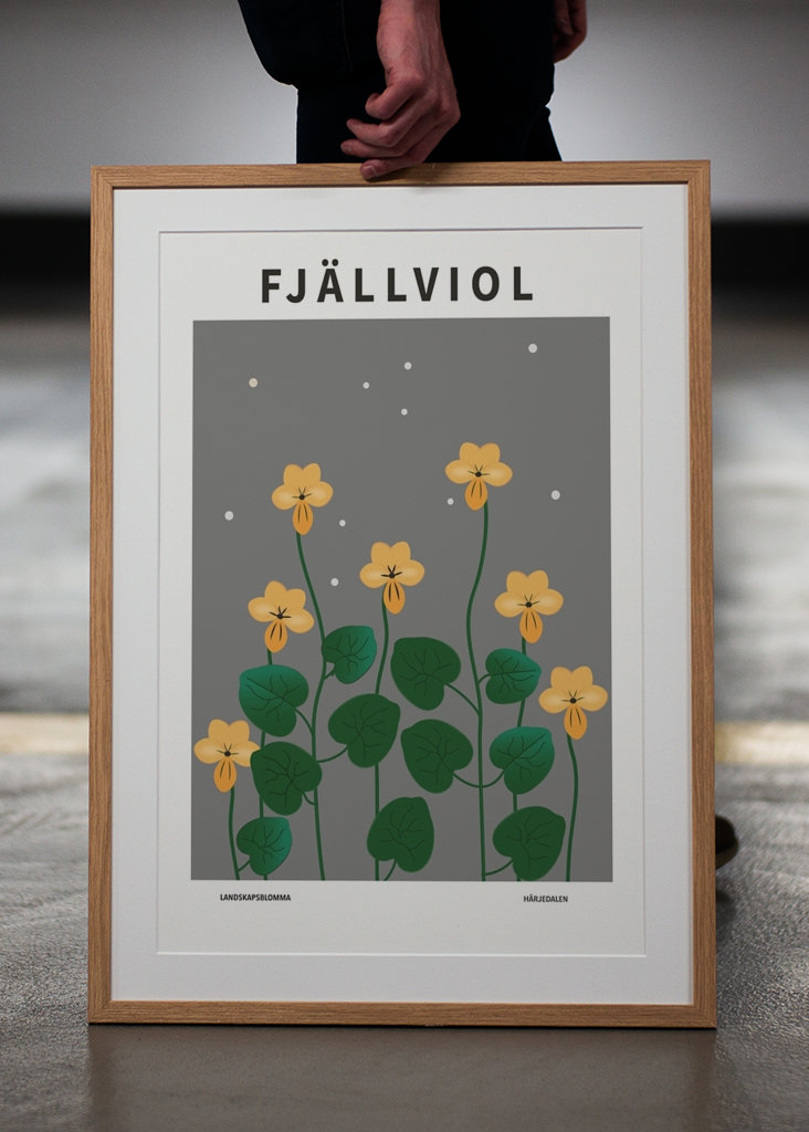 Fjällviol, Härjedalen