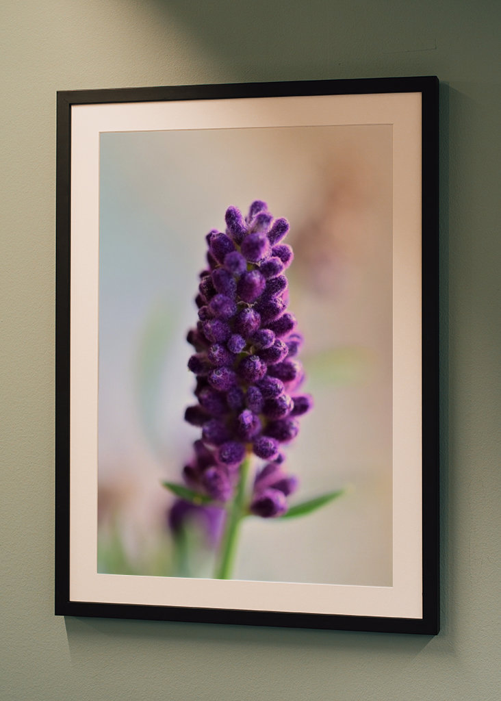 Lavendelblomst som nærbillede