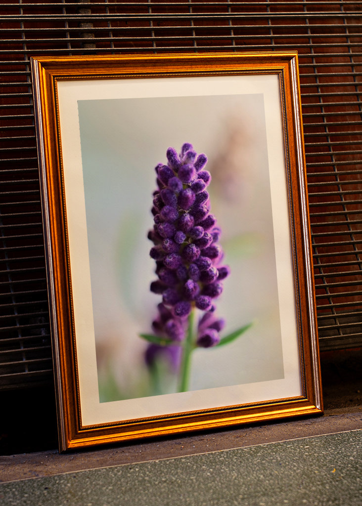 Lavendelblomst som nærbillede