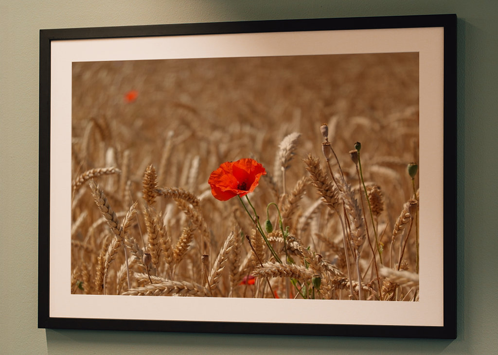 Papaveri rossi in campo di grano