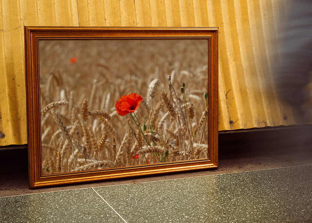 Papaveri rossi in campo di grano