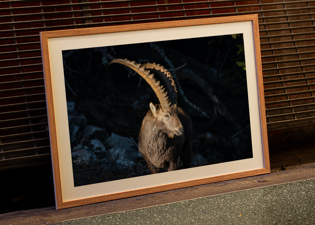 Capricorno in montagna