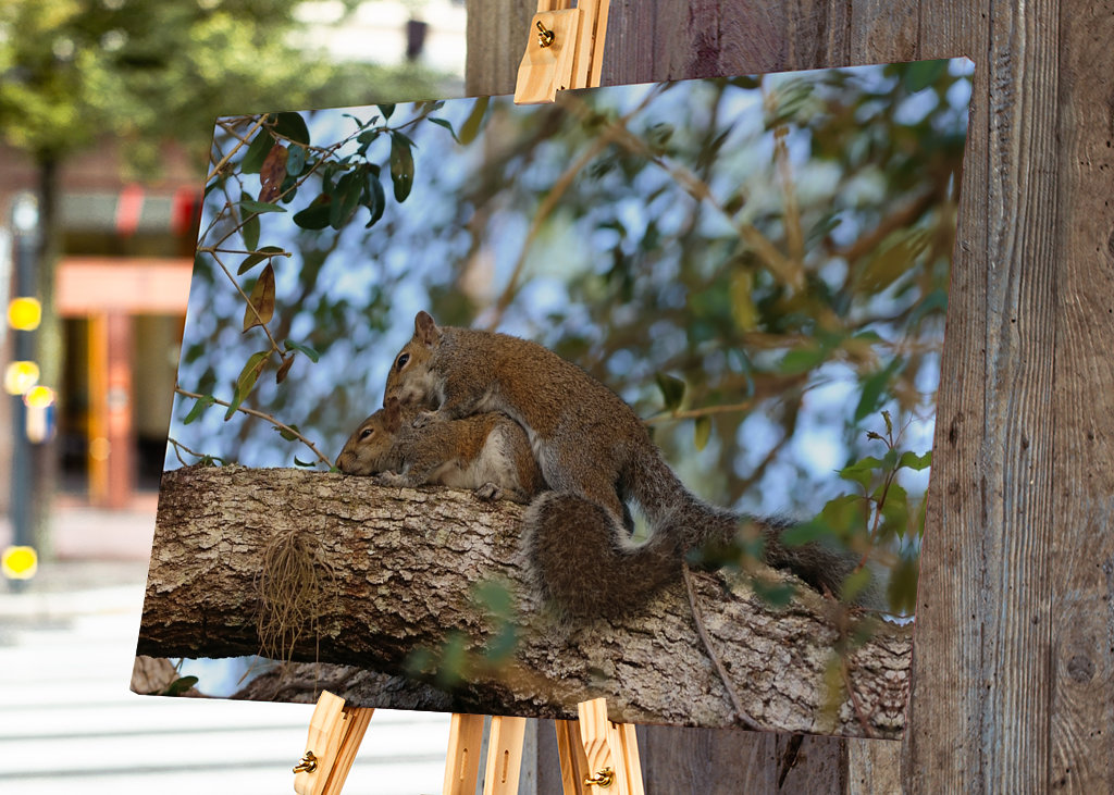 Intime amerikanische Eichhörnchen 