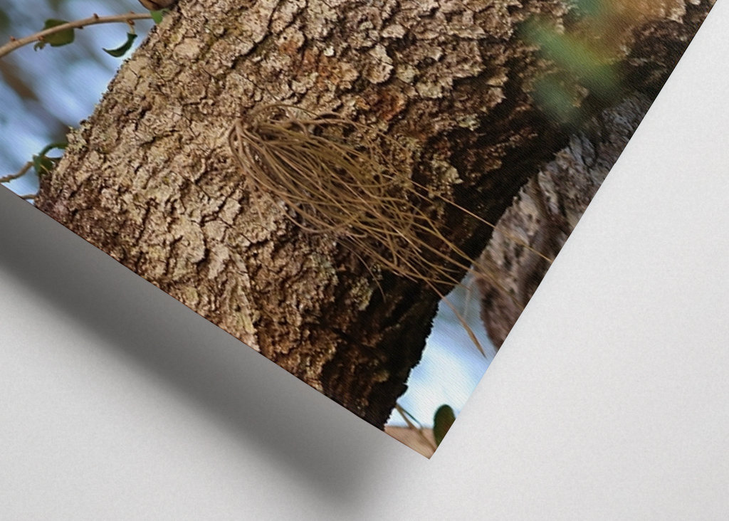 Intime amerikanische Eichhörnchen 