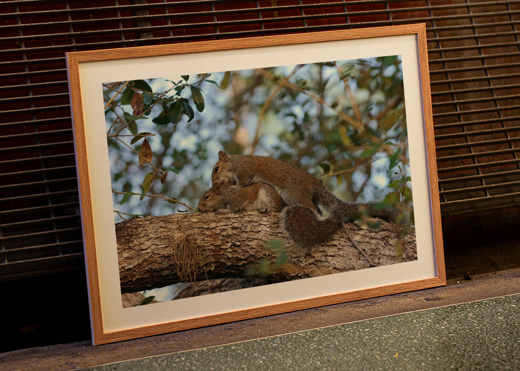 Intime amerikanische Eichhörnchen 