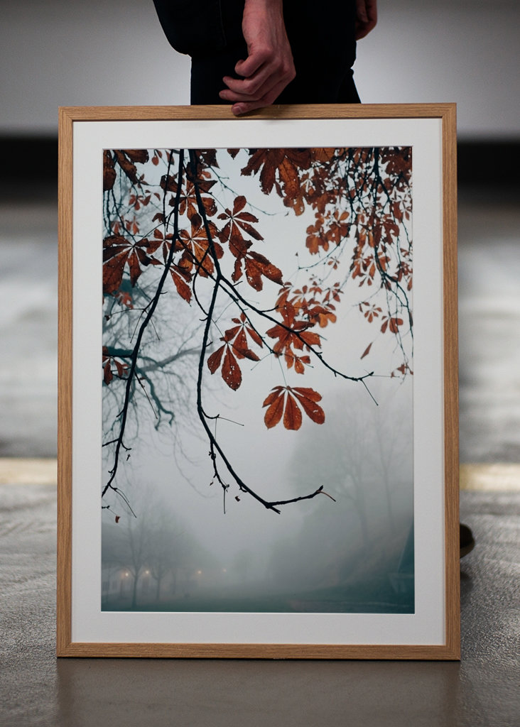 Herfstbladeren in mist