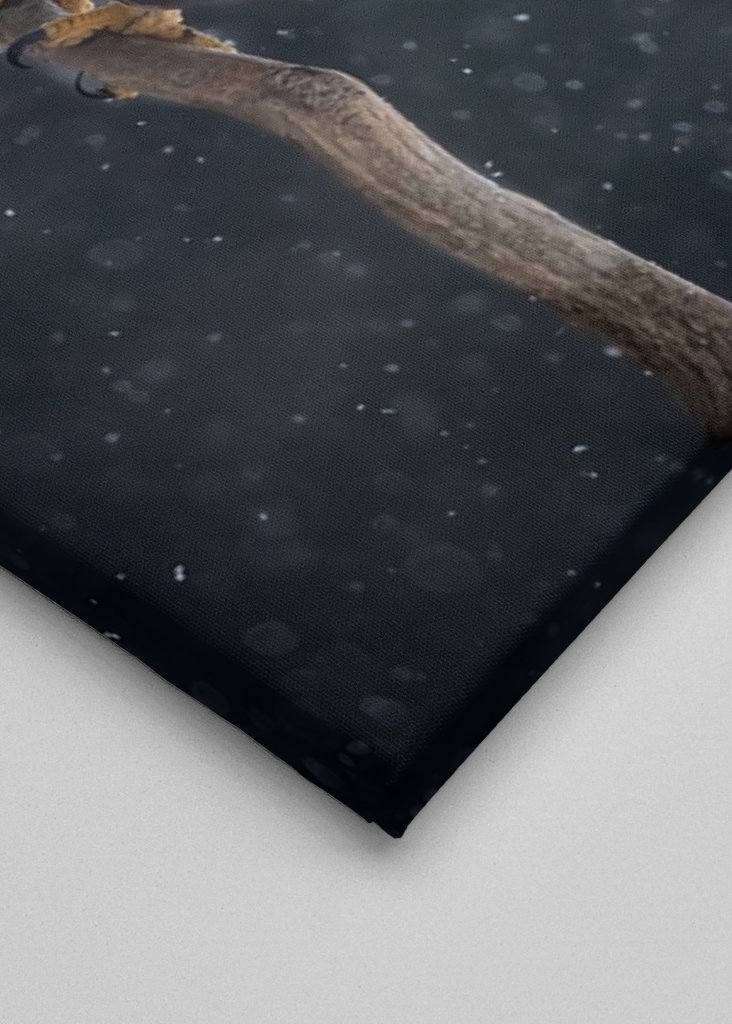 Zimní orel mořský