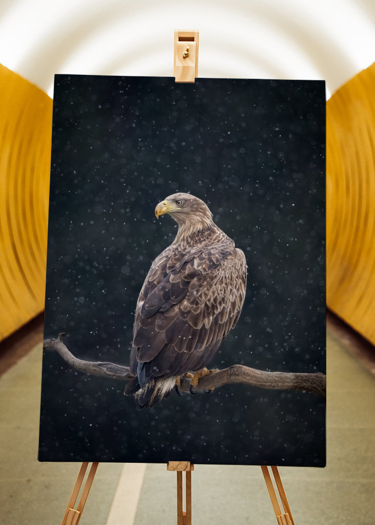 Zimní orel mořský