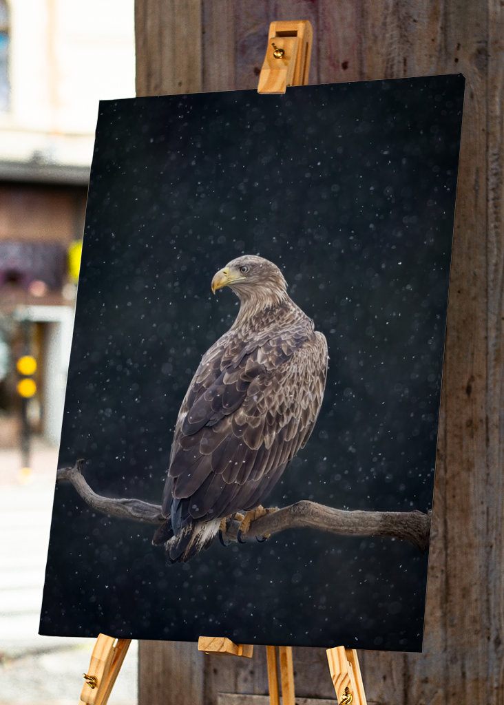 Zimní orel mořský