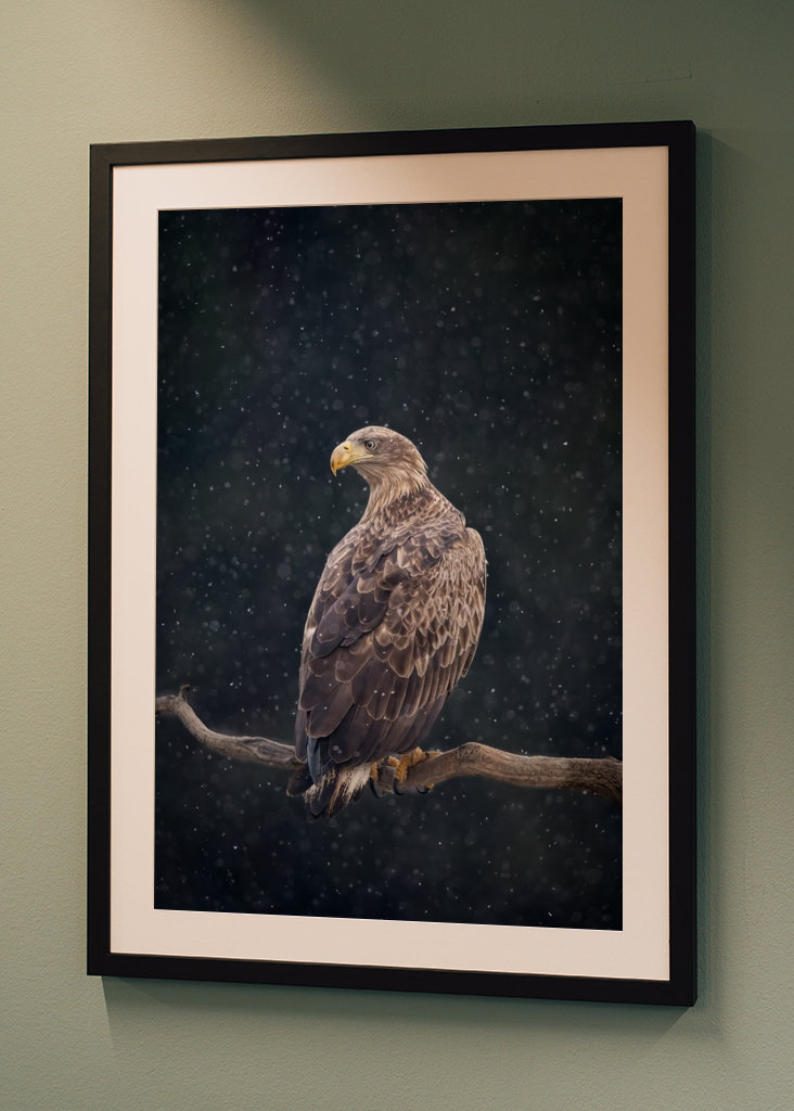 Zimní orel mořský