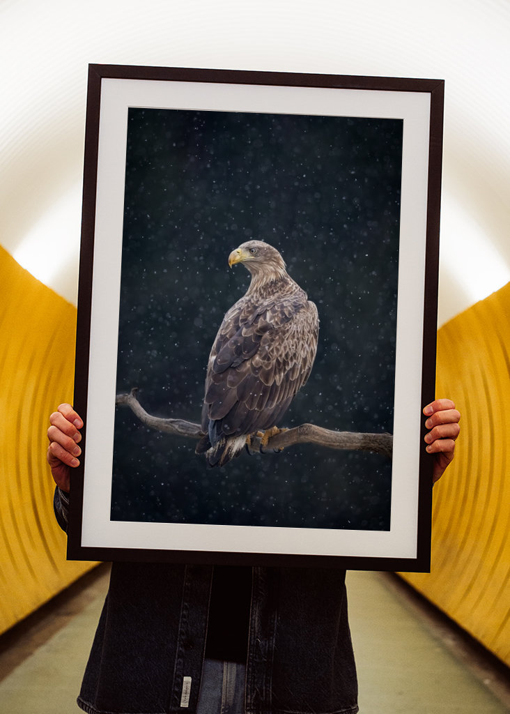 Zimní orel mořský