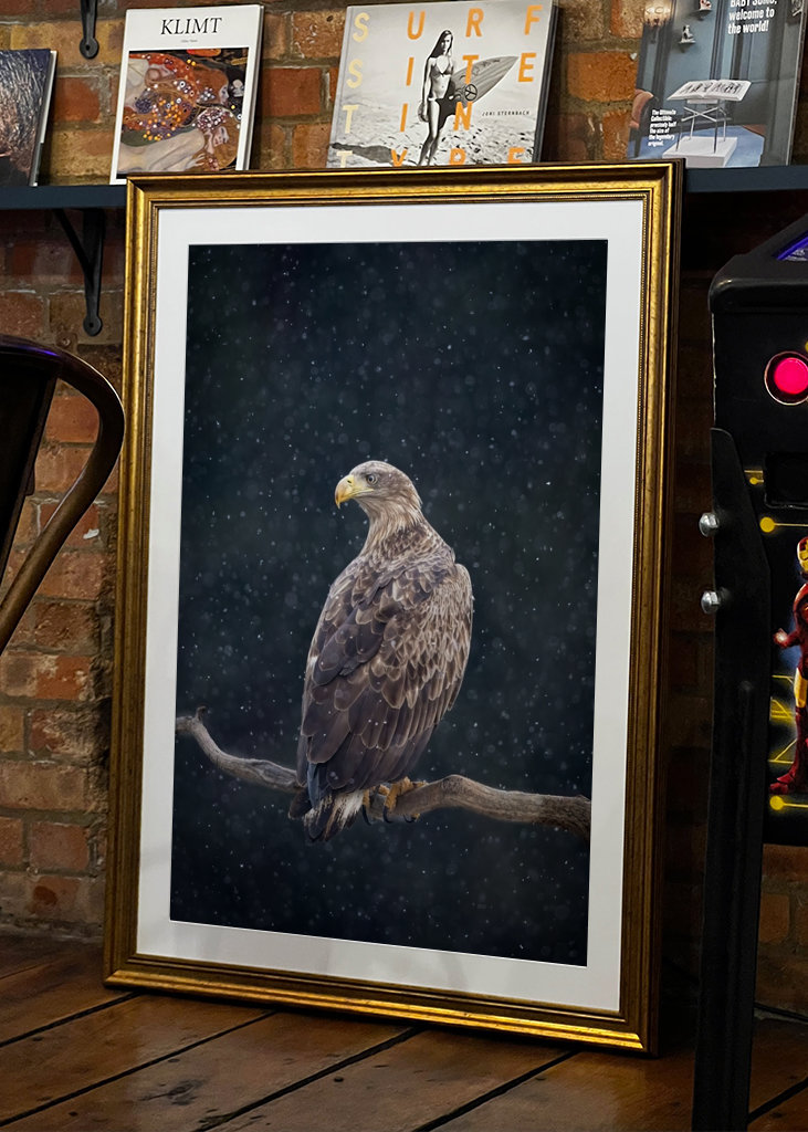 Zimní orel mořský