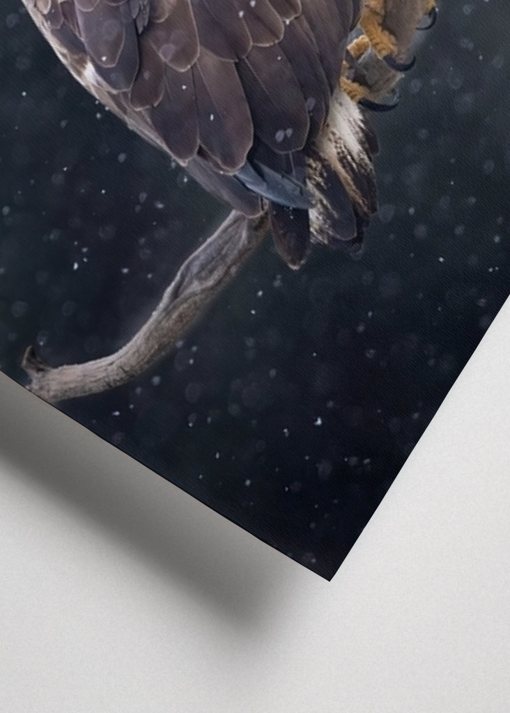 Zimní orel mořský