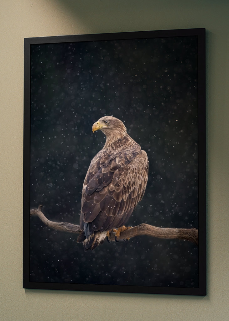 Zimní orel mořský