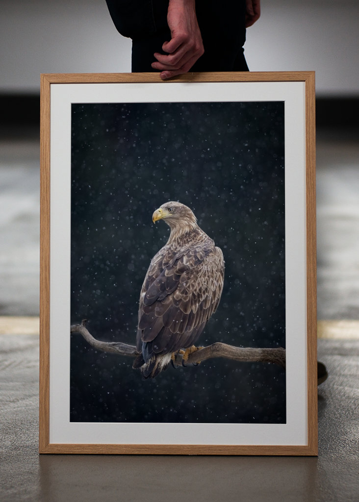 Zimní orel mořský