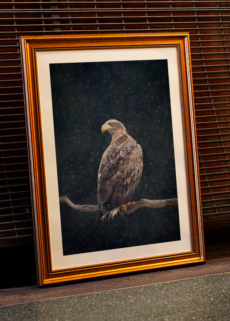 Zimní orel mořský