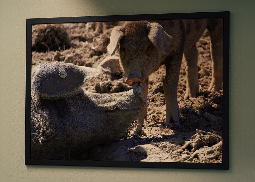 Los cerdos se refrescan en el barro