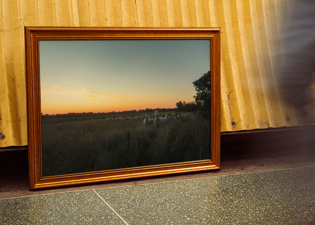 Schafe bei der Sommerarbeit