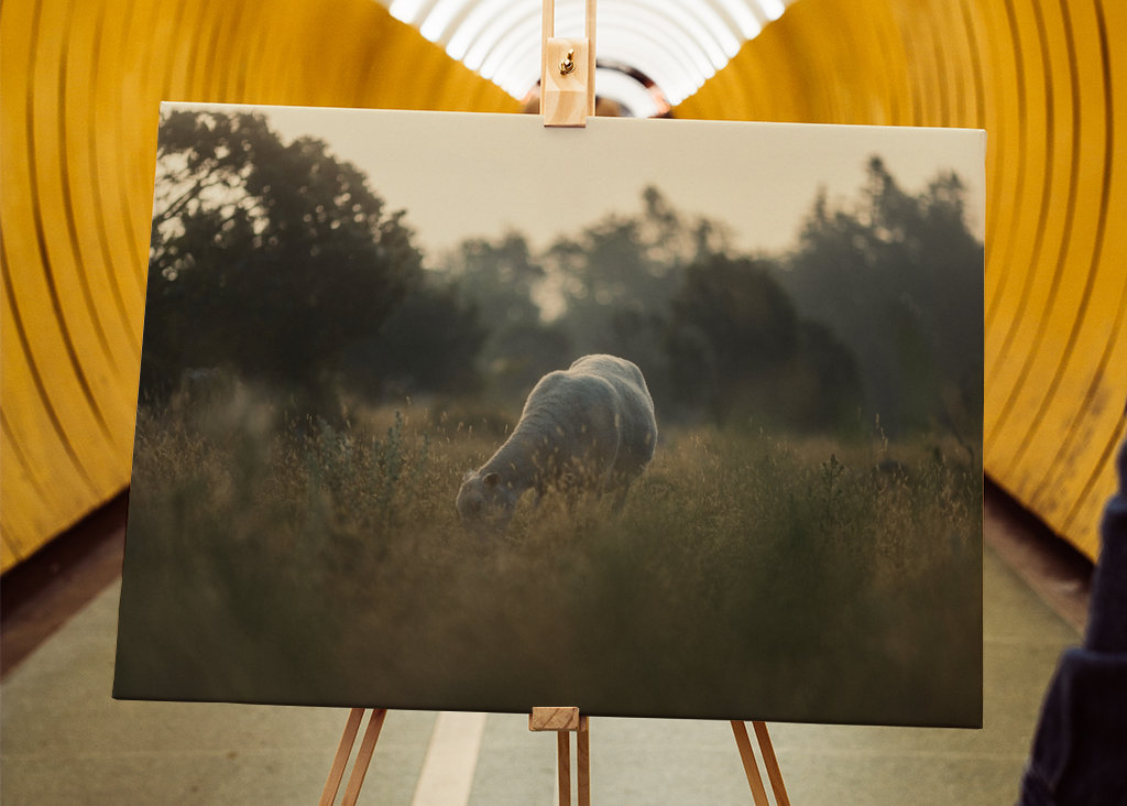 Schafe auf der Weide