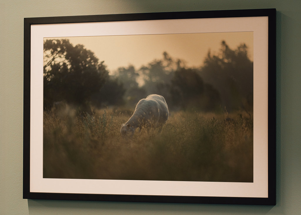 Schafe auf der Weide