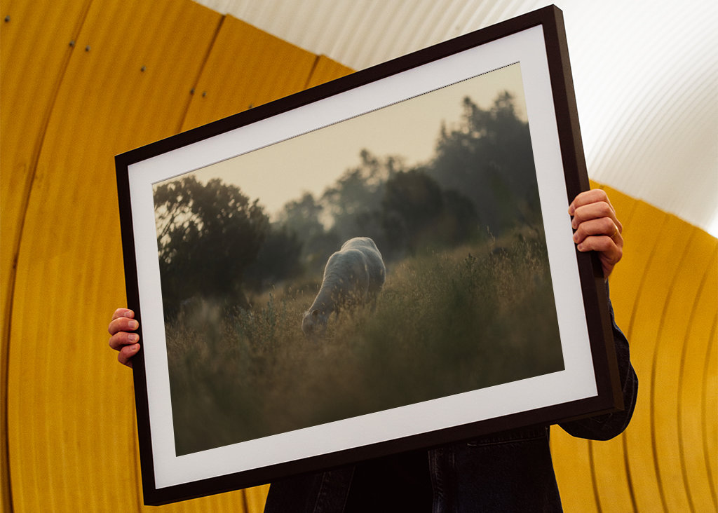 Schafe auf der Weide