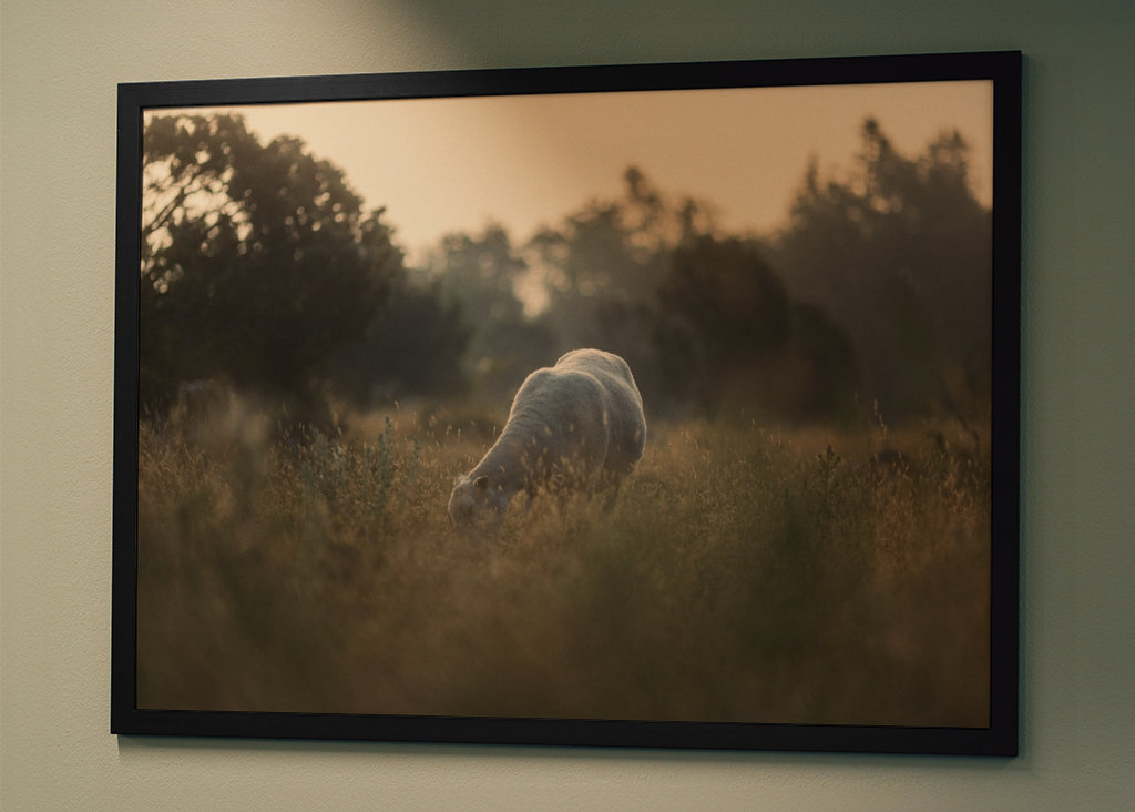 Schafe auf der Weide